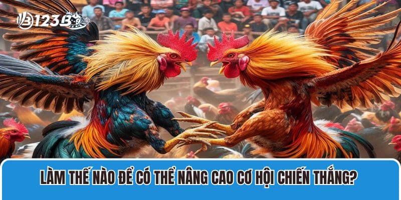 Làm thế nào để có thể nâng cao cơ hội chiến thắng khi cá cược gà tre? 