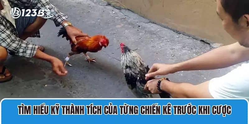 Tìm hiểu kỹ thành tích của từng chiến kê trước khi cược