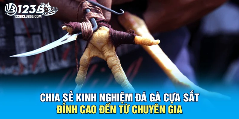 Đá Gà Cựa Sắt 123B